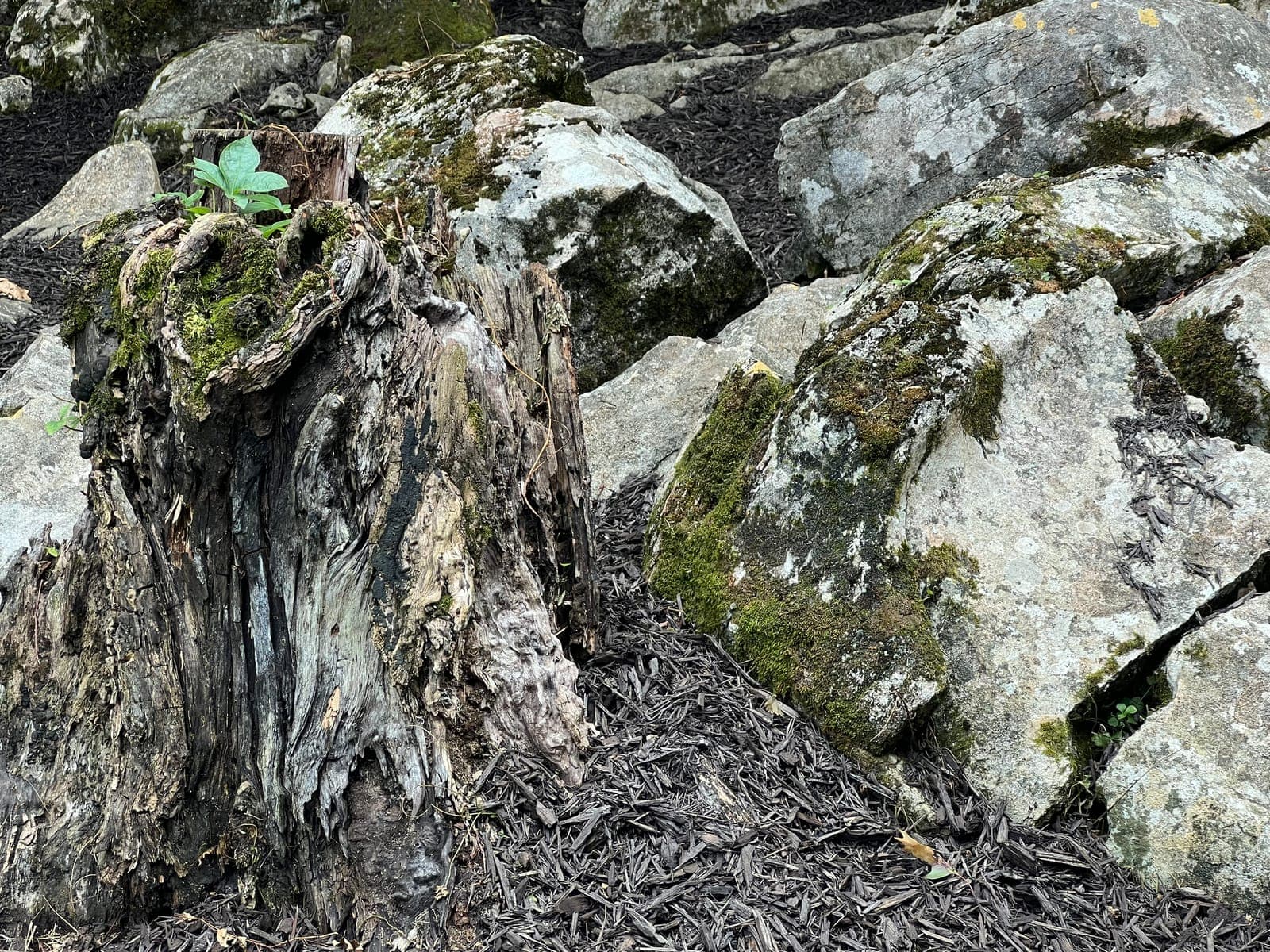A weathered tree stump and moss covered boulders set into fresh dark mulch.