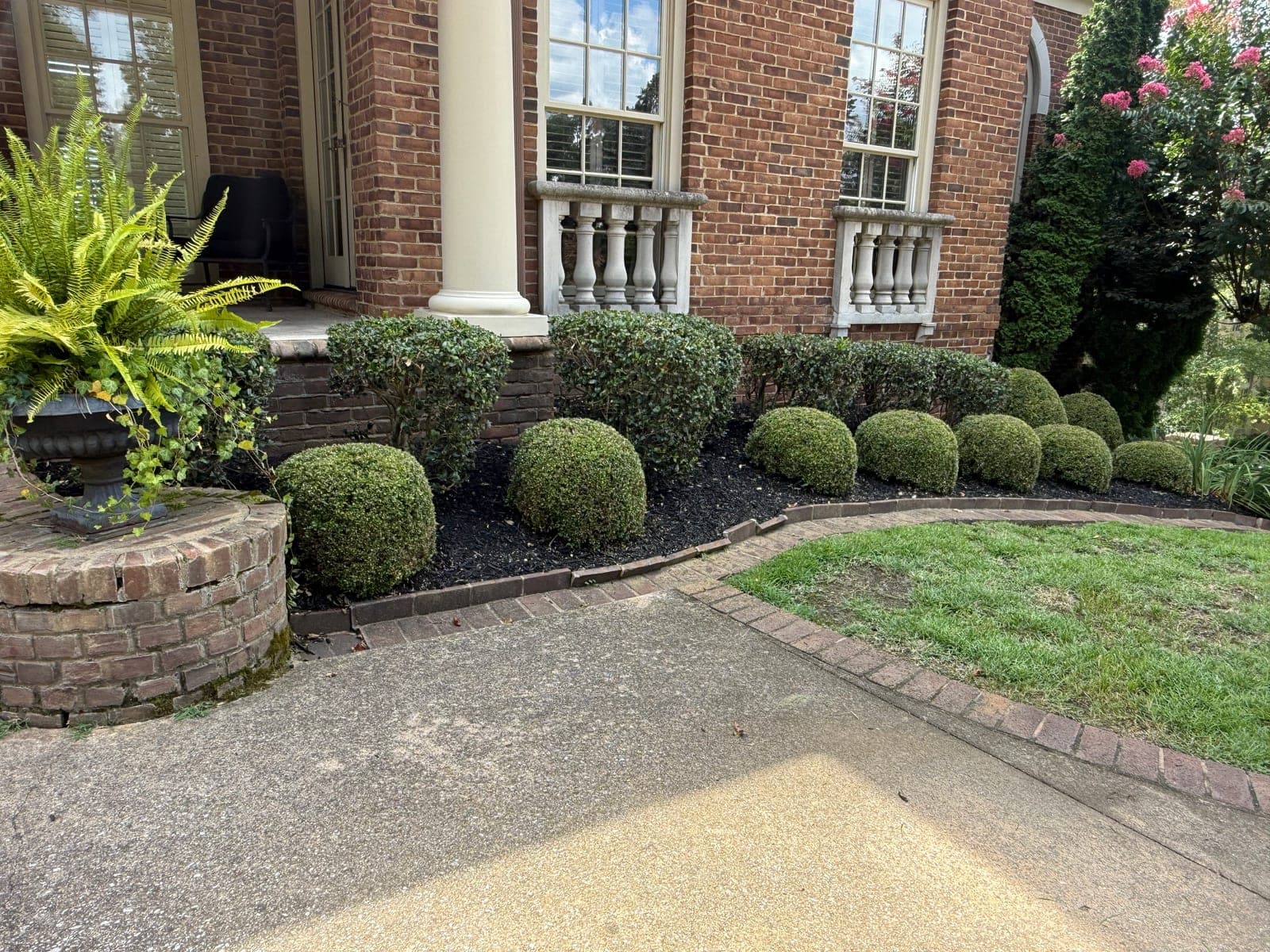 Rounded boxwoods clipped to matching domes in a fresh black mulch bed, running along a brick entry walk to a columned porch.
