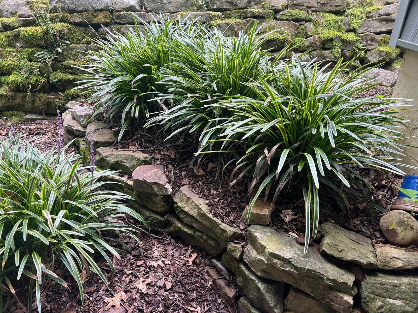 Variegated liriope in bloom massed along a mossy stone retaining wall, edged with stacked stone.