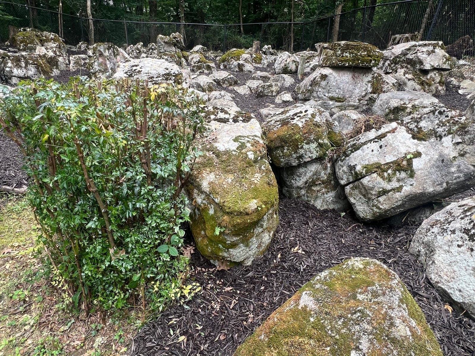A green shrub planted among weathered boulders in a freshly mulched rock garden.