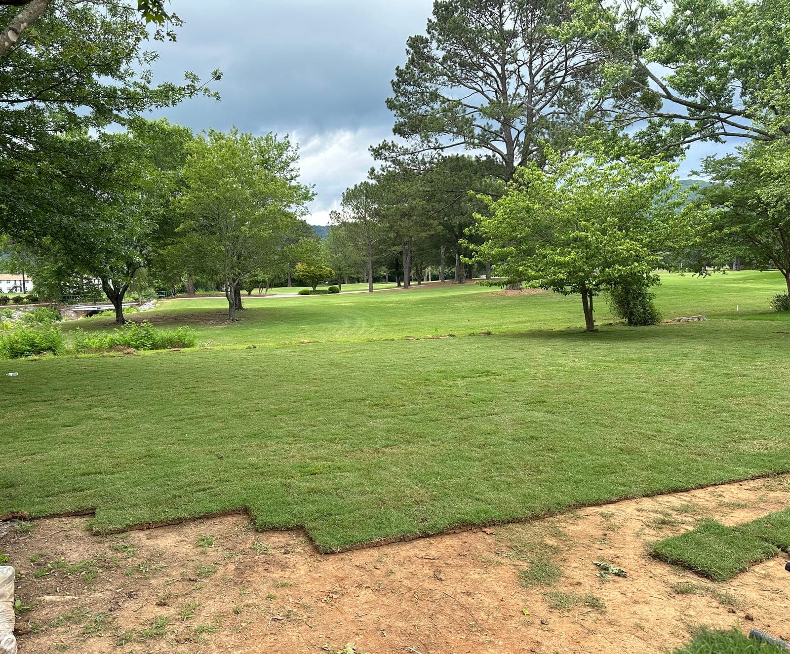 A wide run of new sod laid tight across a shaded yard, the last seams still showing along the bare edge.